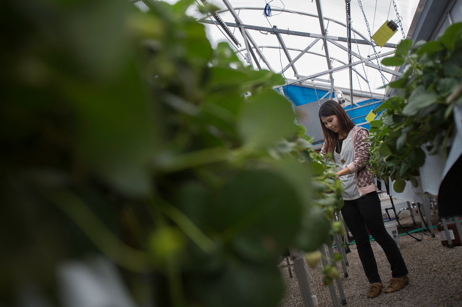 A person standing in a greenhouse